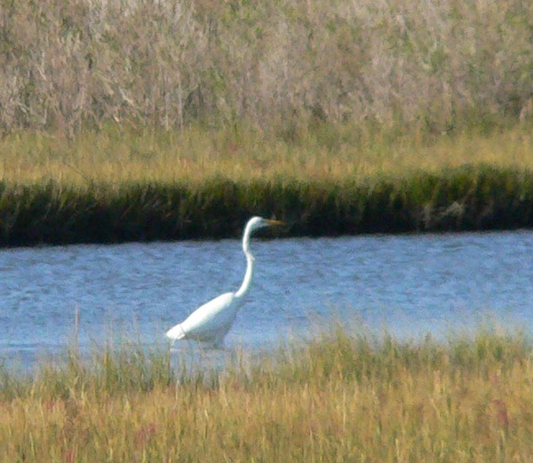Egret on Assateague Island