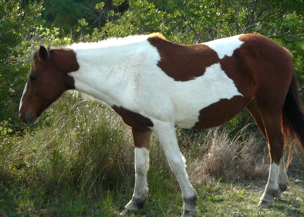 Brown and White pony