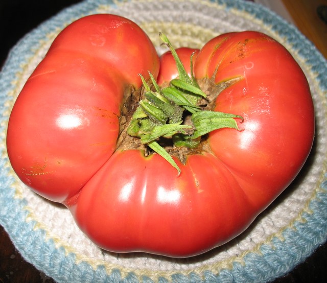 Gregori's Altai tomato picked July 29, 2007