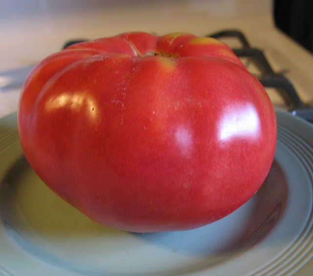 2007 First tomato picked - Crnkovic Yugoslavian - July 27