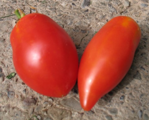 Howard's German Tomato is a paste tomato, picked here on August 12, 2007.