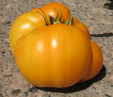 Dr. Wyche's Yellow Heirloom Tomato is really a lovely orange.