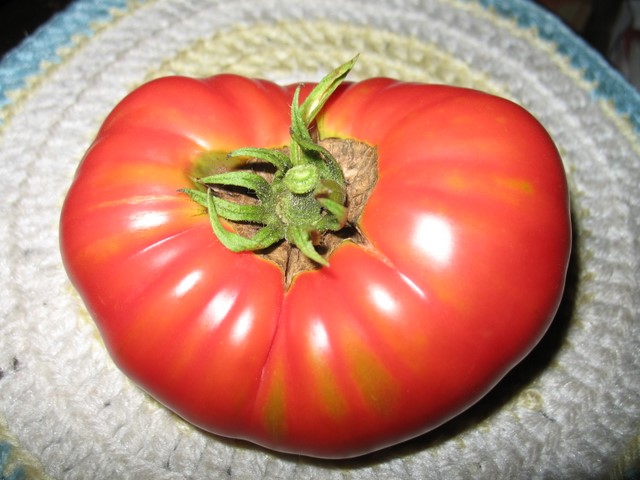 Marianna's Peace tomato picked July 28, 2007