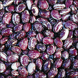 Good Mother Stallard Bean - Seed Savers Exchange photo