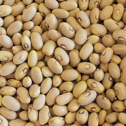Hutterite bean - Seed Savers Exchange photo