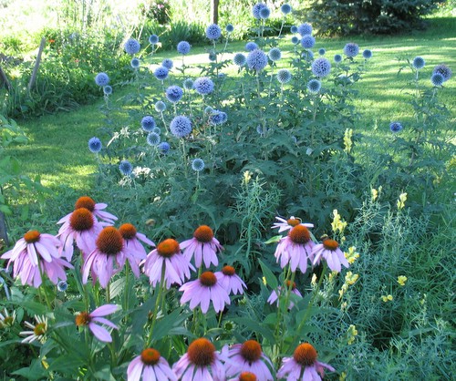 GlobeThistle with purple coneflower, and butter and eggs