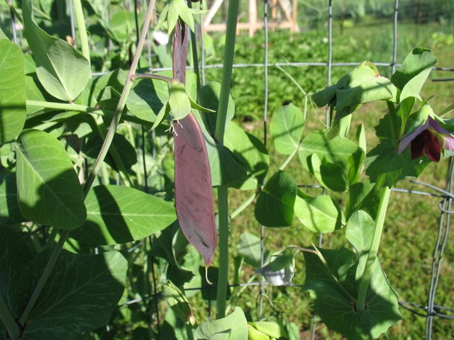 Pods of the pink peas