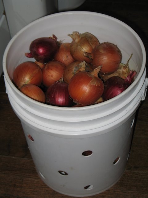 Bucket of Onions ready to store.