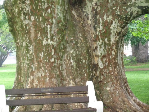 PlaneTree with bench