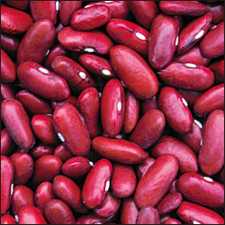 Charlevoix bean - Seed Savers Exchange photo