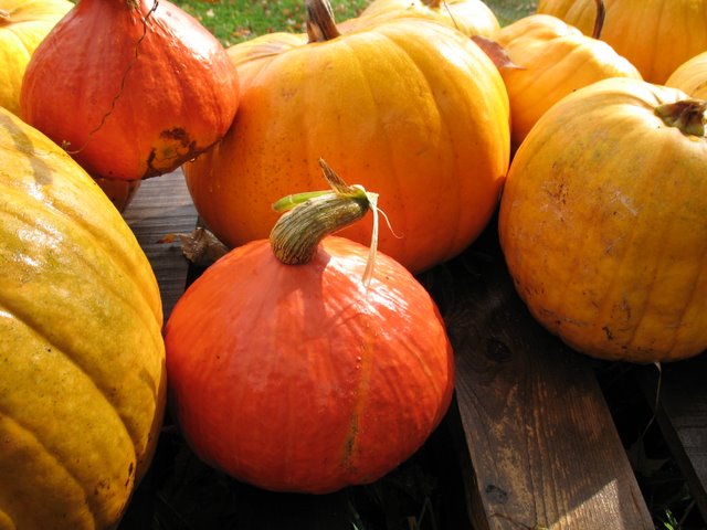 2 potimarron ready to be prepared for cooking.  Pumpkins ready to be carved for jack-o-lanterns.